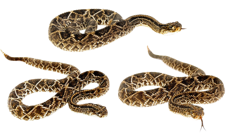 snake-1519994_1920.png