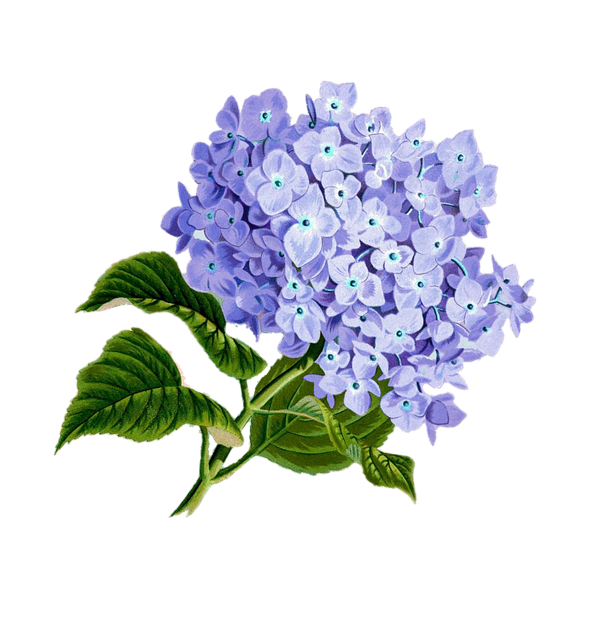 flower-1775377_640 (1).png