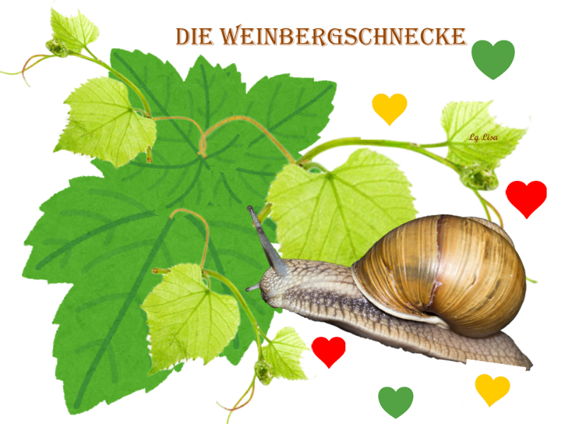 Die Weinbergschnecke.png