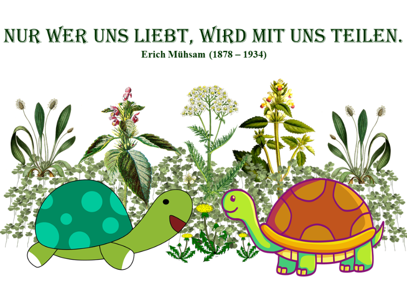 Schildkröten teilen.png