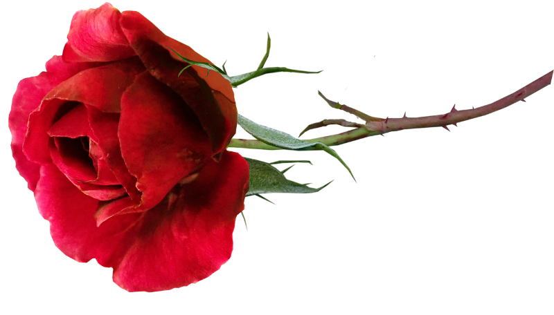 rose-g618201b90_1280.png