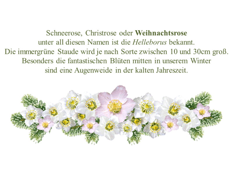 Weihnachtsrose .png