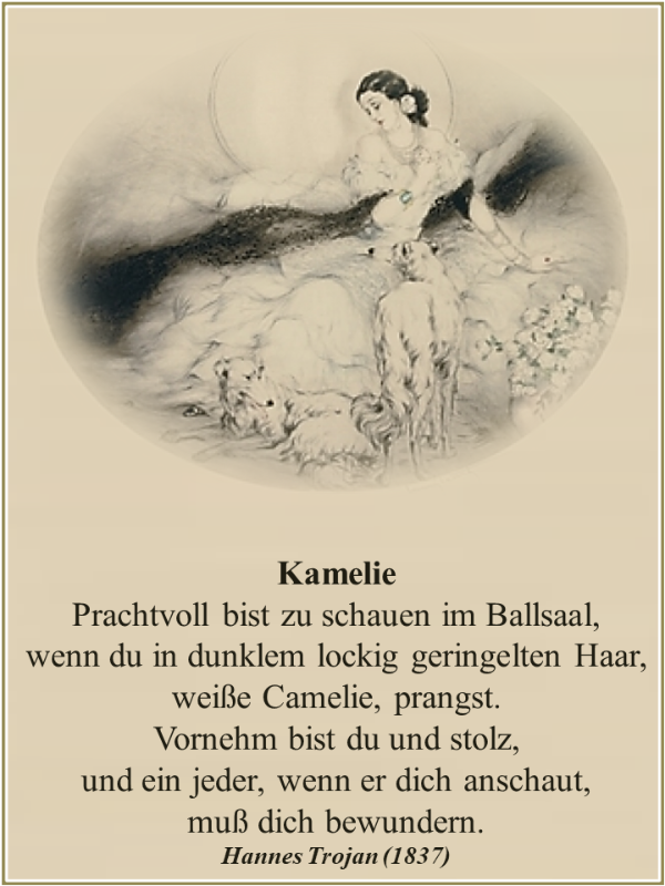 Kamelie1.png