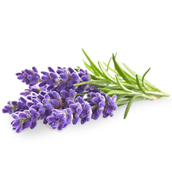 kisspng-english-lavender-flower-lavender-oil-stock-photogr-lavender-5abb5d3ec307b8.8346610815222285427989.png