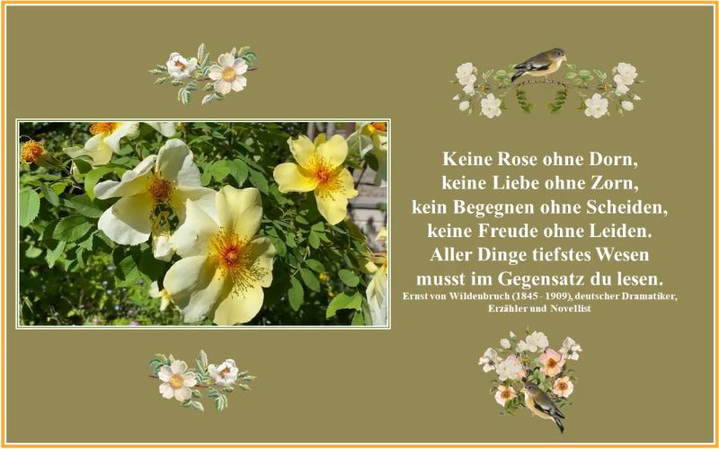 Keine Rosen ohne Dornen.png