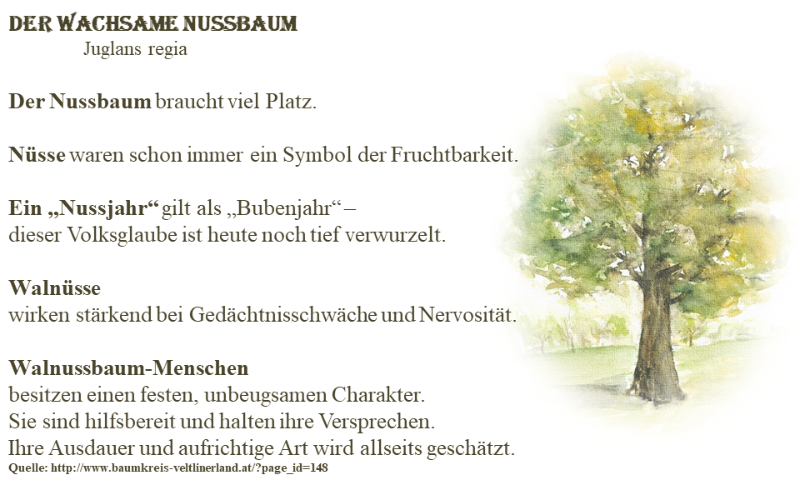 Der Nussbaum .png