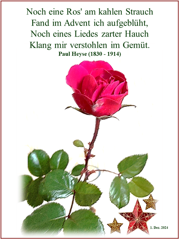 Letzte Rose.png