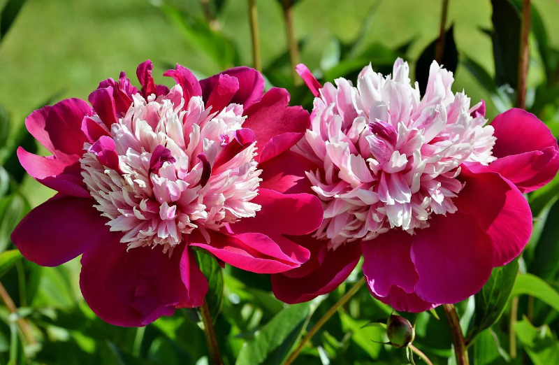 peony-4317849_1280.webp