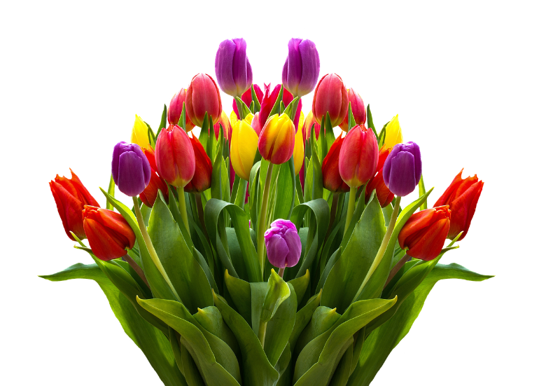 tulips-2323461_1280.png