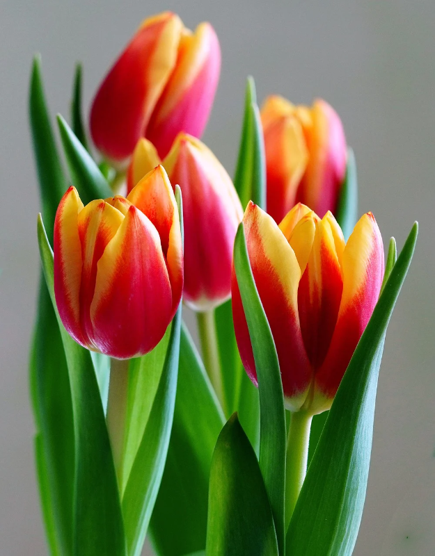 tulips-7816401_1280.webp