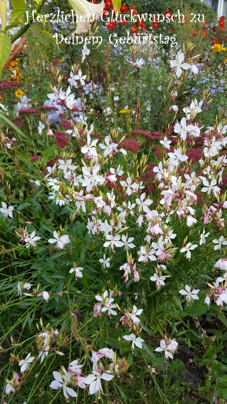 gaura2.png