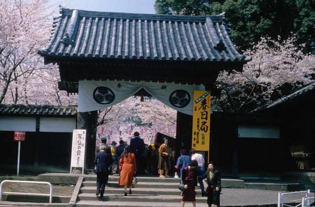 Kirschblüte in Japan