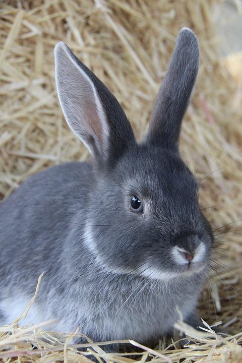 rabbit-3098259_960_720.jpg