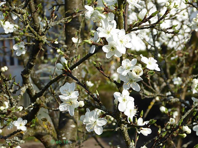 Zwetschgenbaum April 16. zl.P1000032.JPG