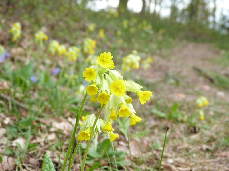 Echte_Schlüsselblume.jpg