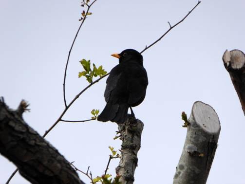 Amsel auf Ast, U.Leser.image002.jpg