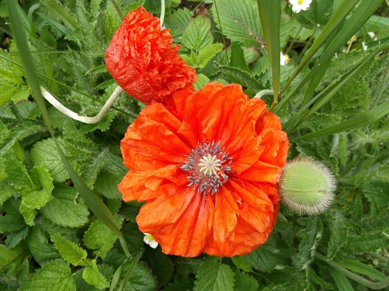 Mohn+Knosp800.JPG