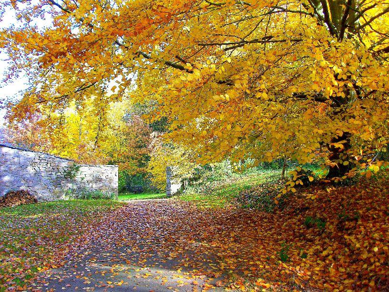 eifel im herbst 003.jpg