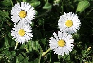 20180525_b_560x380px-Bellis_perennis_01.jpg