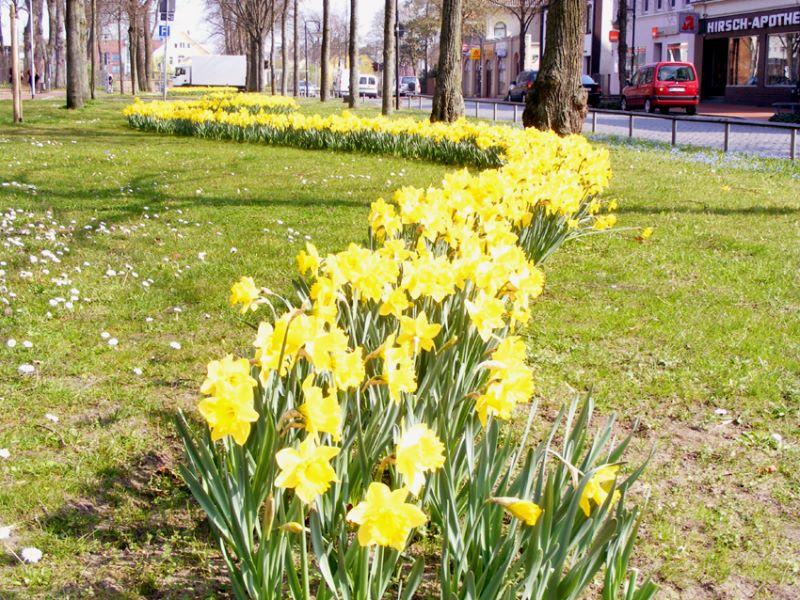 Frühling am Holzmarkt 005 kl.jpg