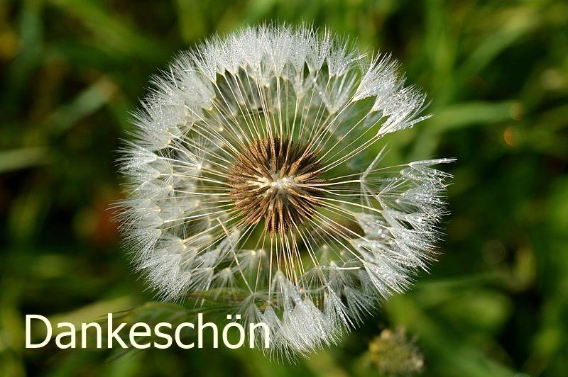 Naturschutzgebiet_Am_roten_Steine_-_Pusteblume_mit_Tau11.jpg