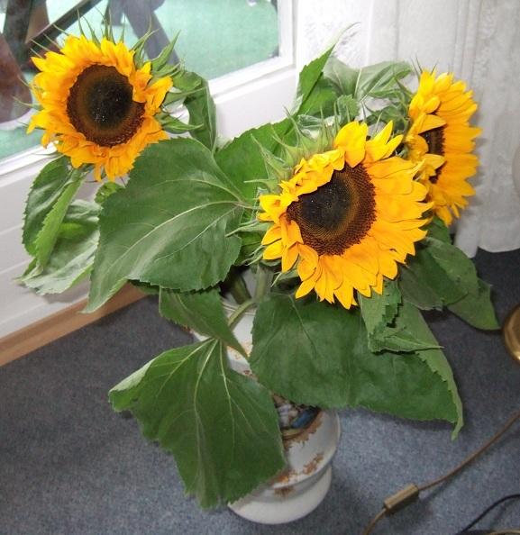 Sonnenblumen.jpg