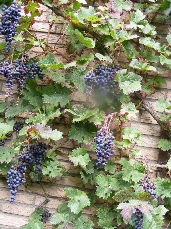 Blumen im eigenen Garten 005.jpg