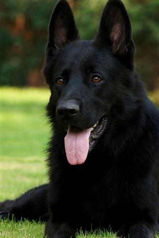 Black-German-shepherd-rest-grass_iphone_320x480.jpg