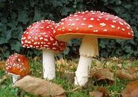 2006-10-25_Amanita_muscaria_crop.jpg