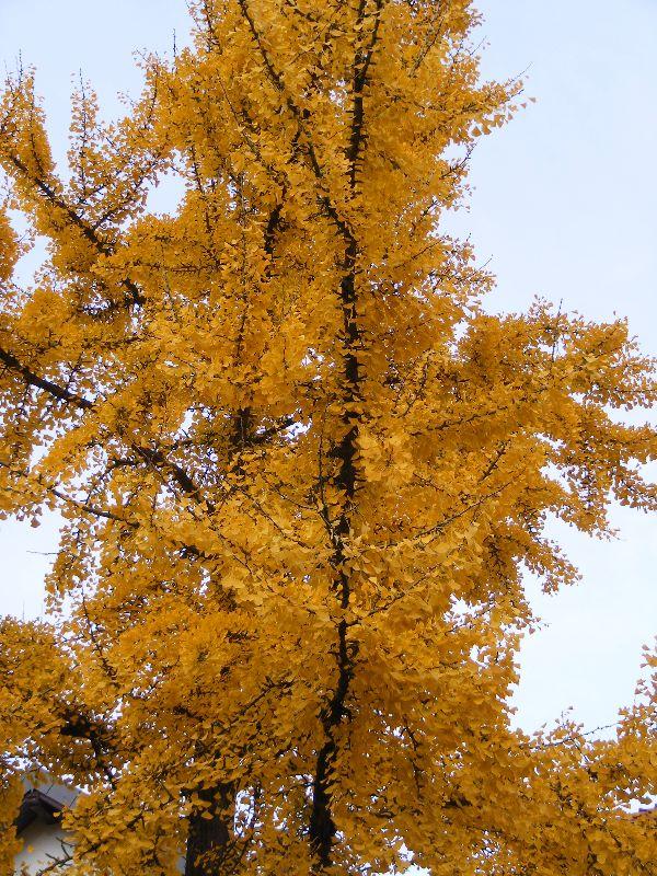 Gingkobaum 3 DSCF2401.JPG