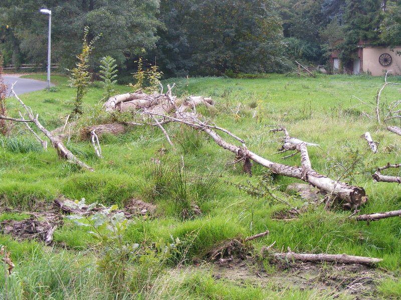 wenn die Natur sechs Jahre auf sich gestellt ist 051.jpg