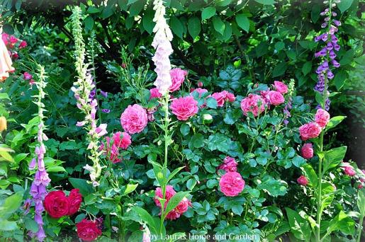 countrygardenrose0615a1.jpg