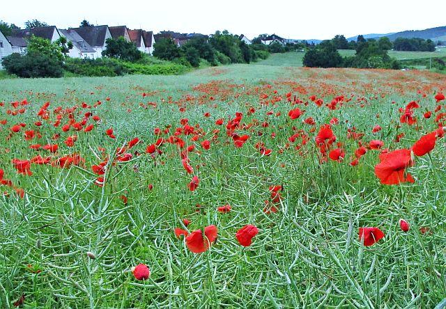 149a Mohn.JPG