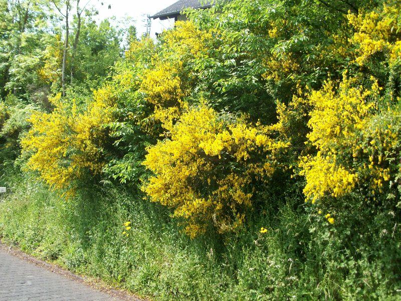 eifel sommer 013.jpg