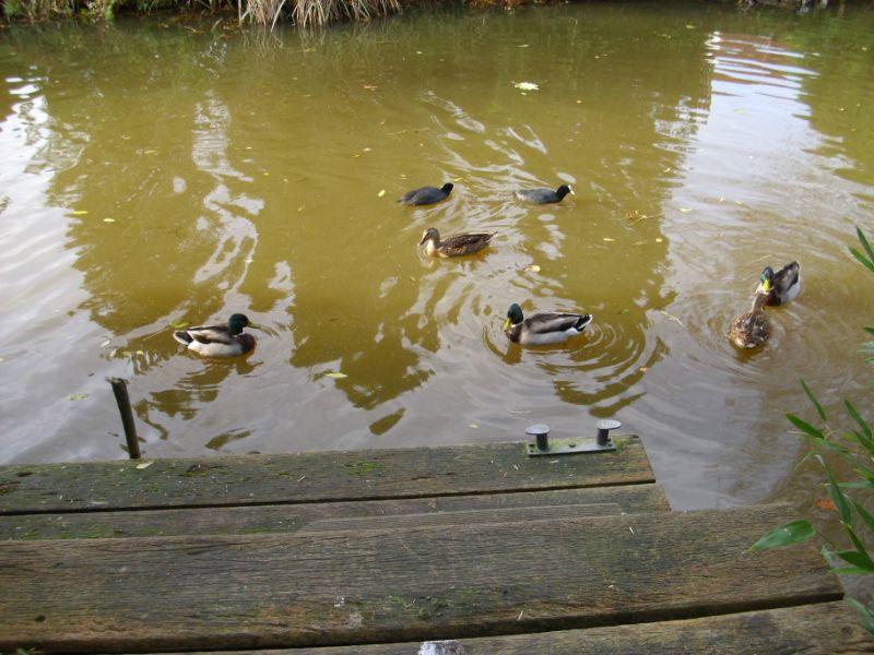 ditzum enten und kanal.JPG