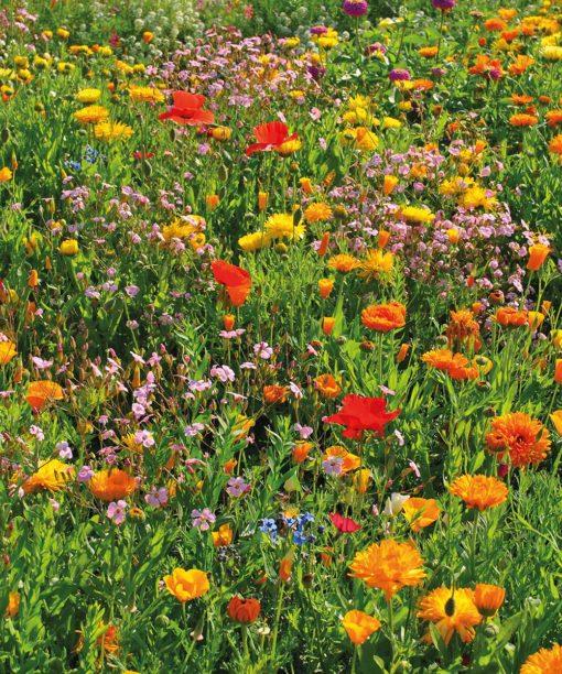 rasendoktor-blumenwiese-widerstandsfaehige-510x612.jpg