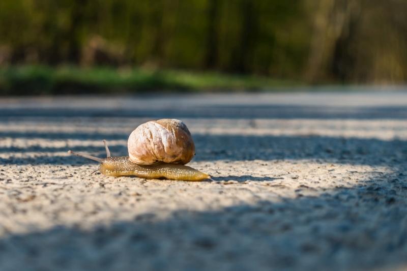 Eine Schnecke mit Haus -DSC03725.jpg