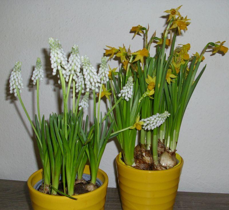 muscari2.jpg