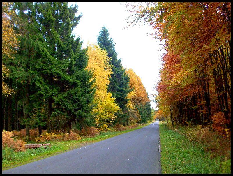 eifel im herbst 008.jpg