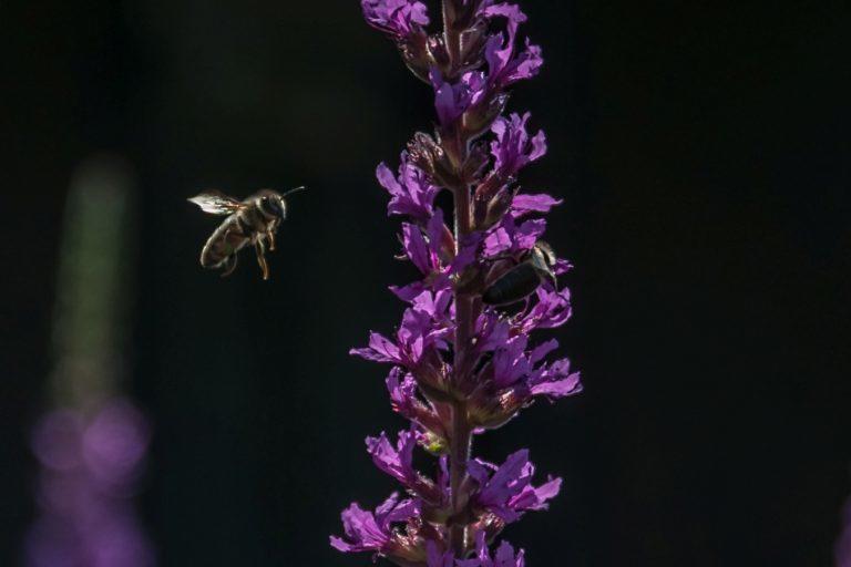 04 Biene-im-Anflug-bei-dunklem-Hintergrund-DSC_4194-768x512.jpg