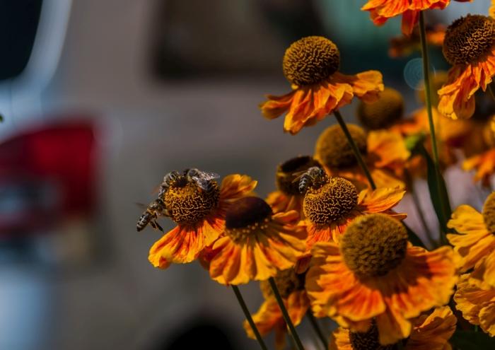 05 Insekten-im-Anflug-und-auf-der-Dolde-von-Blüten-DSC_4292.jpg