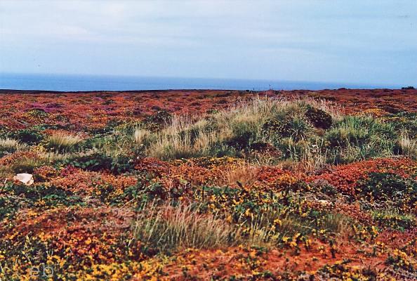 Bretagne 1991 Ile d'Ousseant.jpg