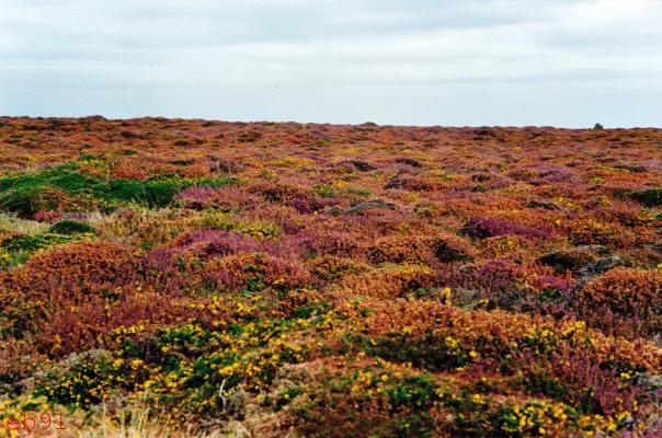 Bretagne Nr. 28 1991 Ile d'Ouessant Farbteppiche der Moore .jpg