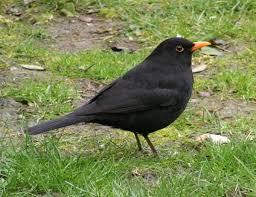 amsel.jpg