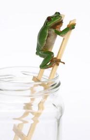 frosch im glas (2).jpg