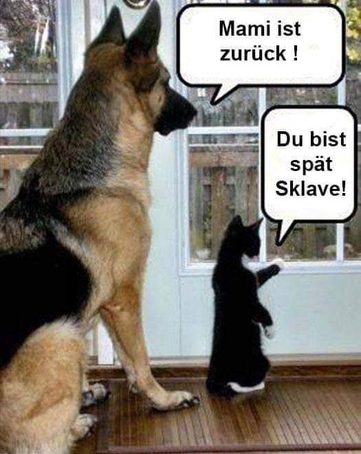 katz und Hund.jpg