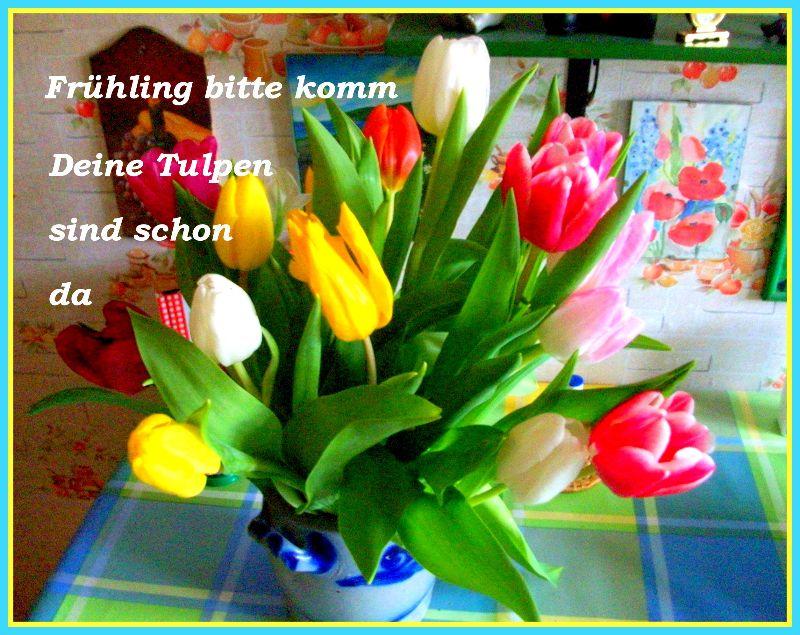 Tulpen.jpg