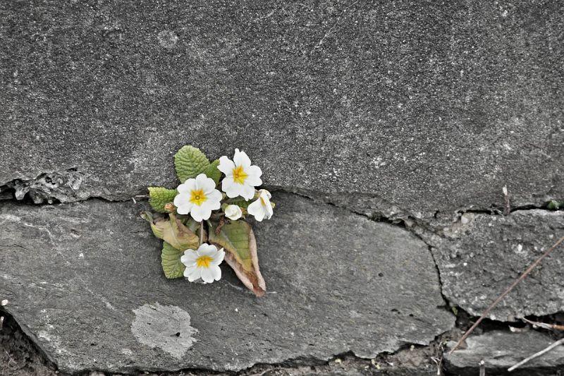 mauerblümchen.jpg