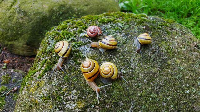 snails.jpg