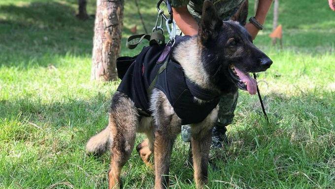 rettungshund-proteo-starb-bei-einsatz-in-der-turkei.jpg